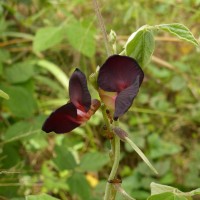 Macroptilium atropurpureum (DC.) Urb.